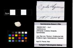 Foto (Objekt + Etikett) von Cyclothyreus sp.  (NHMW-GEO-1990-0041-2627)